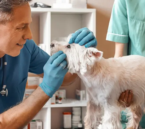A Veterinarian Checking a Dog's Teeth